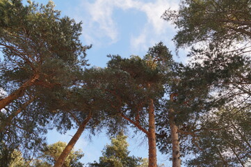 pine trees against a blue sky