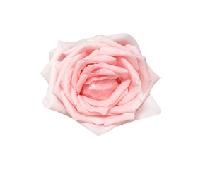 Rose flower isolated on white background , clipping path