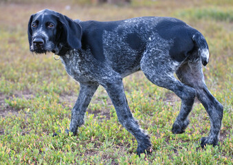 German wirehaired pointer or Drahthaar (Deutsch Drahthaar, Deutscher Drahthaariger Vorstehhund)