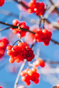 Close up sur une grappe d'obier ou vibernum opulus dans le jardin en hiver - Baies color&eacute;es dans le jardin