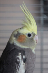 Cockatiel (Nymphicus hollandicus)
