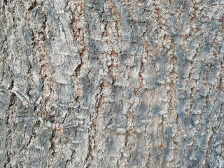
tree bark background
