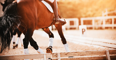 A bay shod horse with a rider in the saddle trots in a dressage competition, illuminated by...