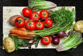 Vegetables in a garden with wooden background