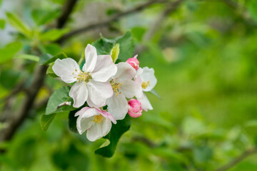 Spring Blossoms APPLE. Beautiful blooming apple trees in spring park close up. Flowering Apple tree, close-up