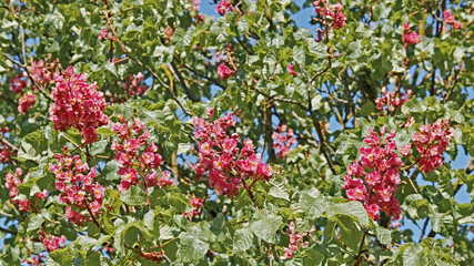 crown of red horse-chestnut in bloom