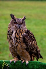 A closeup portrait of a eurasian eagle-owl sitting on a wooden stand covered with fake grass during a birdshow. The nocturnal predator bird is looking around with its ear plumes standing straight up.