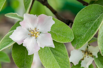 Spring Blossoms APPLE. Beautiful blooming apple trees in spring park close up. Flowering Apple tree, close-up