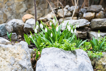 flower, snowdrop, white, nature, plant, background, green, blossom, flora, spring, floral, beautiful, bloom, season, garden, natural, snow, fresh, growth, petal, leaf, first, springtime, outdoor, grou