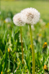 dandelion white with seeds. Ripe dandelion. Blowball of Taraxacum plant on long stem. Dandelions snuggled in the grass. Close up view. Selective focus. toned