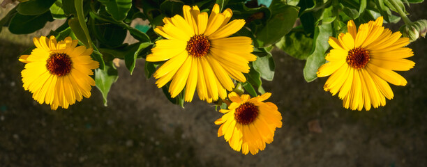 Banner of yellow spring flowers of calendula