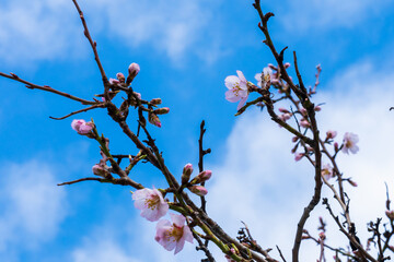 Blossoming almond branch in early spring