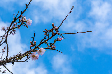 Blooming almond branch in early spring