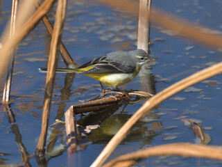 A cute bird with a yellow butt that visited the withered lotus pond