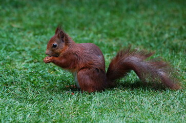 Squirrel in the garden