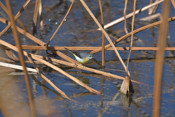 A cute bird with a yellow butt that visited the withered lotus pond