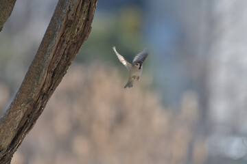 A sparrow that spreads its wings and flies from a branch 