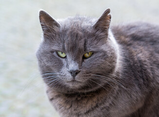 Naklejka na ściany i meble Stern look of a gray cat with a ragged ear