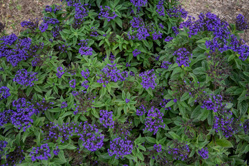 flowers in the garden