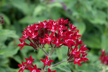 flowers in garden