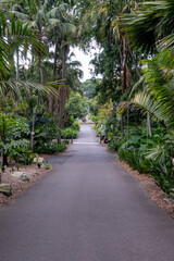 Fototapeta na wymiar path in the jungle