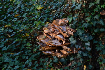 Pilze im Herbst auf dem Pfingstberg, Potsdam, Brandenburg