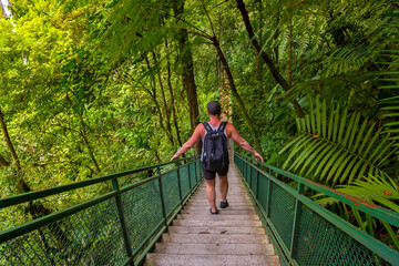 Fototapeta na wymiar Mistico Arenal Hanging Bridges, man hiking in green tropical jungle, Costa Rica, Central America. Cloud forest.