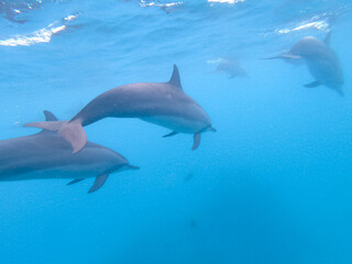 Flock of dolphins playing in the blue water near Mafushi island, Maldives.