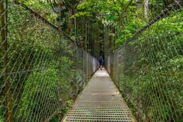 Naklejka premium Arenal Hanging Bridges, man hiking in green tropical jungle, Costa Rica, Central America.