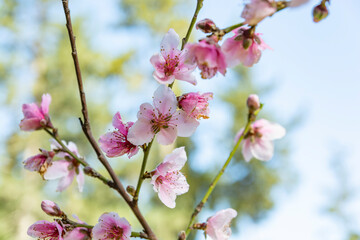Blossoming tree branches on a blurred background.