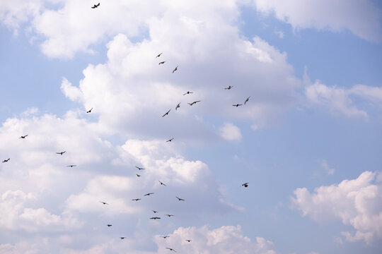 Flock of birds flying in the blue sky