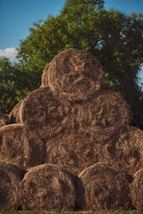 Bales of hay. Hay bales are stacked on the field in large stacks