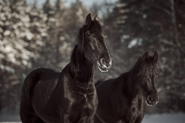 Black Friesian horses on winter. Portrait of Friesian