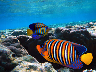 Naklejka na ściany i meble Underwater Scene With Coral Reef And Exotic Fishes. Red Sea