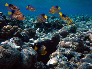 Fototapeta na wymiar Underwater Scene With Coral Reef And Exotic Fishes. Red Sea