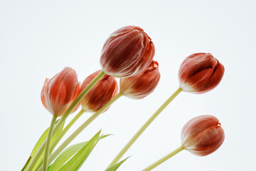 withered tulips on white background