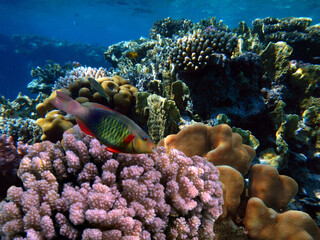 Underwater Scene With Coral Reef And Exotic Fishes. Red Sea