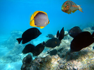 Underwater Scene With Coral Reef And Exotic Fishes. Red Sea