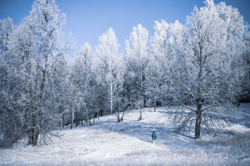 Obraz premium Senior woman walking in the winter forest using Nordic walking sticks. Active lifestyle, adventure concept. Nordic walking in winter