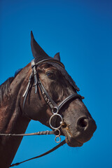 Portrait of a black horse in a bridle against the background of blue sky