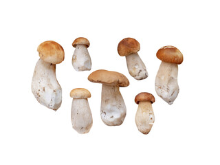 Boletus edulis or penny bun mushrooms set isolated on white