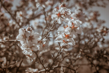 tree blossom