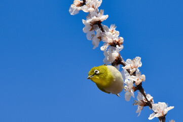満開の桜とメジロ