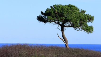 tree at seaside - 413477696
