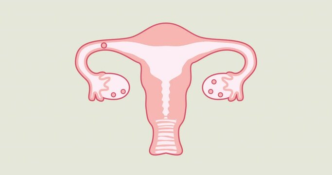 Instructional video on how to use a tampon during your period. In the female body, ovulation and menstruation occur. Uterus, vagina, eggs, ovaries are drawn with the correct anatomical shape