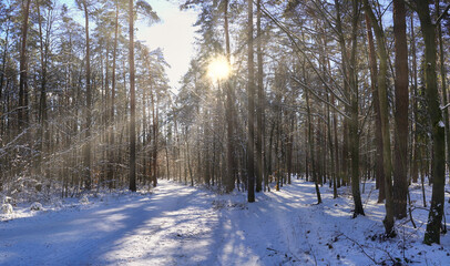 Panorama verschneiter Wald mit Sonnenstern