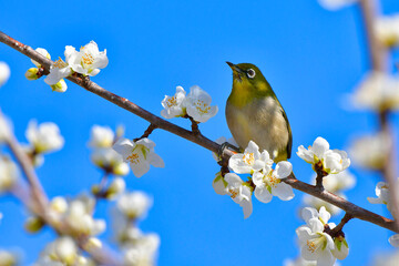 満開の桜と野鳥メジロ