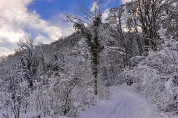 Winterlandschaft am Hohentwiel im Hegau