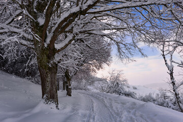 Winterlandschaft am Hohentwiel im Hegau