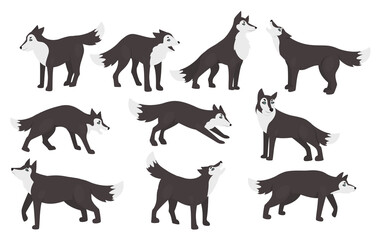 Wolf poses vector illustration set. Cartoon cute wild animal characters standing in different postures clipart collection, wildlife forest predator, furry gray wolves howling isolated on white